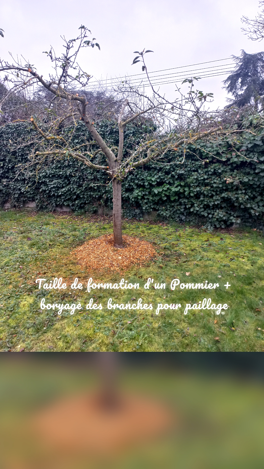 Taille de formation d'un Pommier + boryage des branches pour paillage 