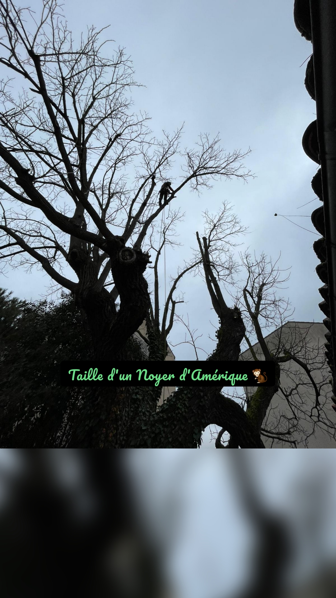 Taille d'un Noyer d'Amérique 🐒