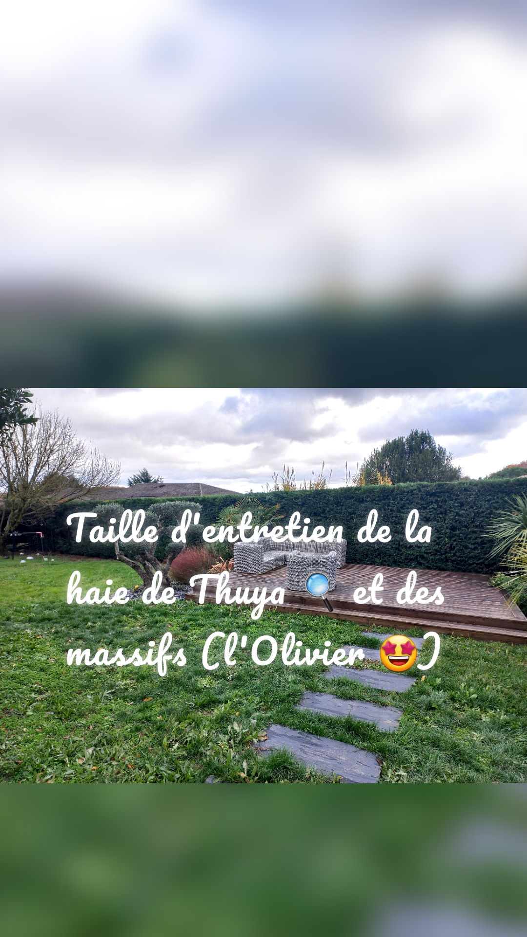 Taille d'entretien de la haie de Thuya 🔍 et des massifs (l'Olivier 🤩)